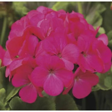 Пеларгонія Pinto Premium Lavender Rose, 5 шт, Syngenta