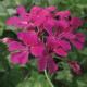 Пеларгонія плющелиста (ампельна) Tornado® F1 Fuchsia, 100 шт, Syngenta