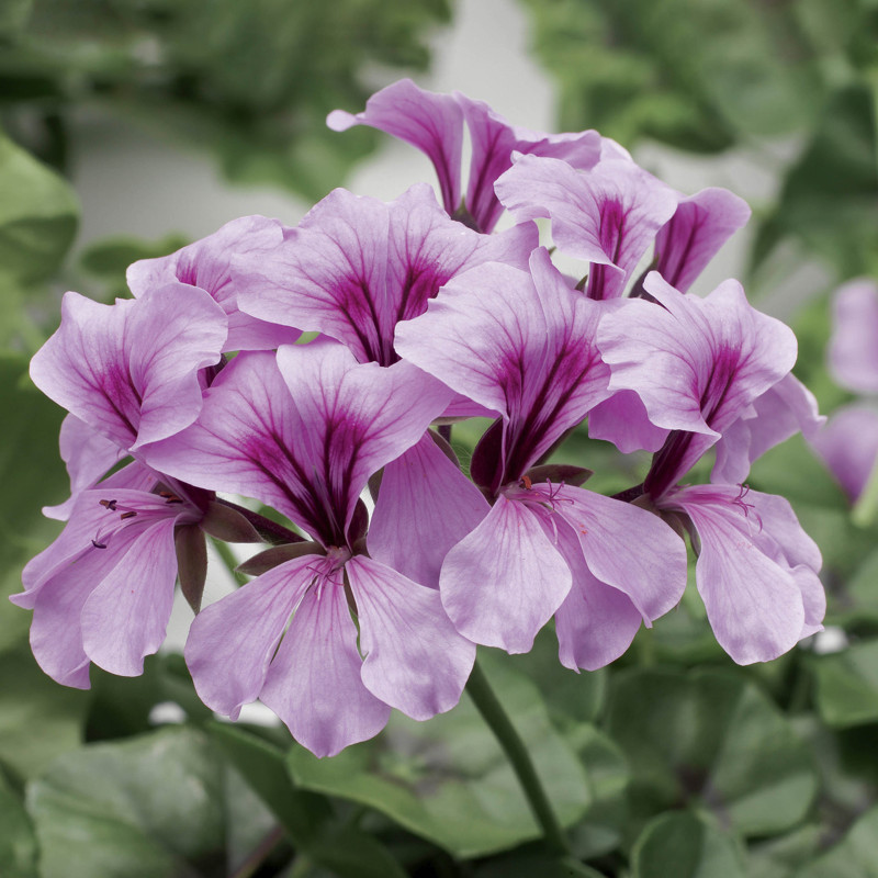 Пеларгонія плющелиста (ампельна) Tornado F1 Lilac, 100 шт, Syngenta