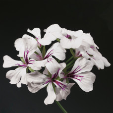 Пеларгония плющел Tornado® F1 White