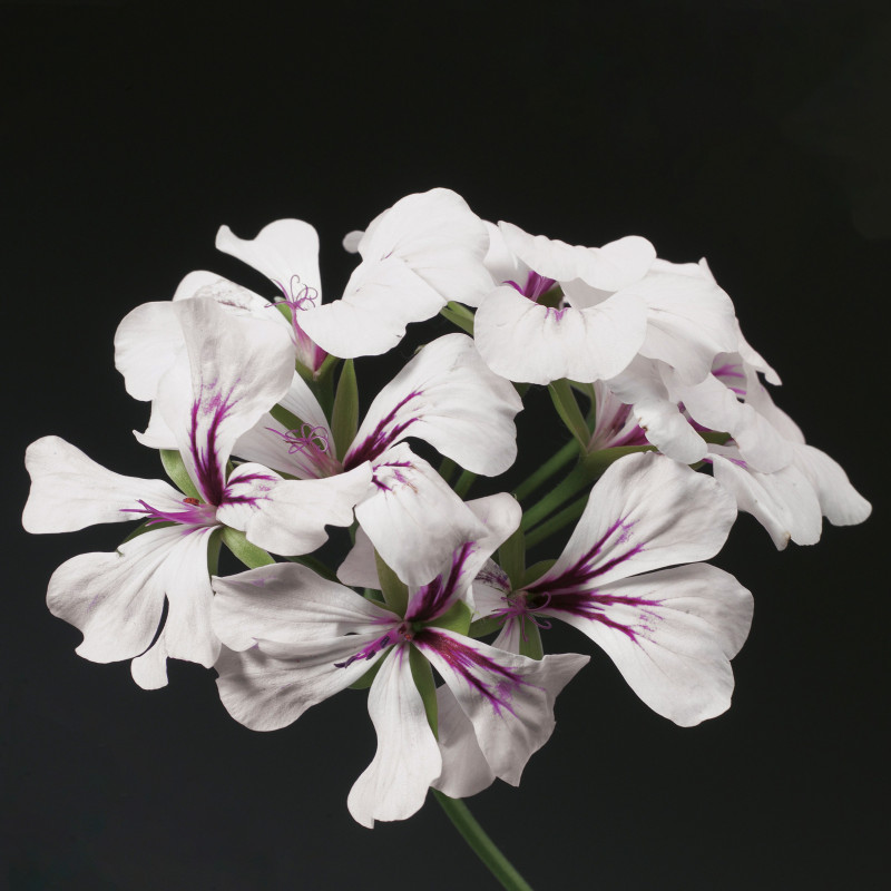 Пеларгония плющел Tornado® F1 White