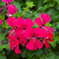 Пеларгония Reach Out F1: Hot Pink