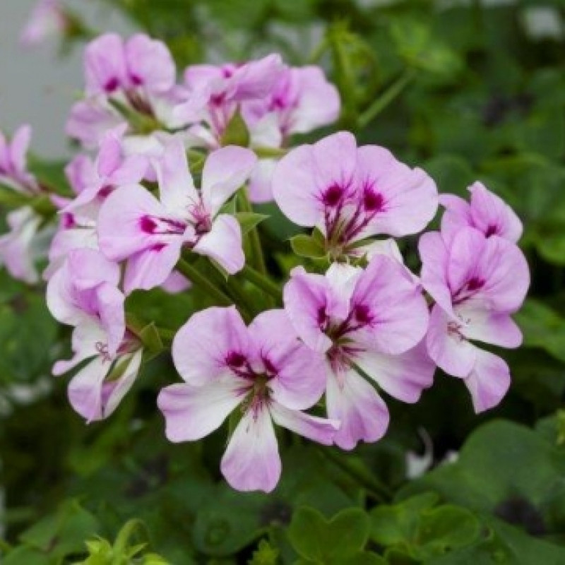 Пеларгония Reach Out F1: Lilac Bicolour