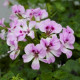 Пеларгония Reach Out F1: Lilac Bicolour