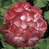 Пеларгонія Ringo® 2000 F1 Scarlet Star, 5 шт, Syngenta