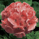 Пеларгонія Ringo® 2000 F1 Salmon, 5 шт, Syngenta