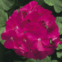 Пеларгонія Ringo® 2000 F1 Violet, 5 шт, Syngenta