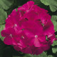 Пеларгонія Ringo® 2000 F1 Violet, 5 шт, Syngenta