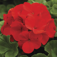 Пеларгонія Ringo® 2000 F1 Deep Scarlet, 5 шт, Syngenta