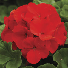 Пеларгонія Ringo® 2000 F1 Deep Scarlet, 5 шт, Syngenta