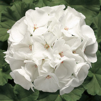 Пеларгонія Ringo® 2000 F1 White, 5 шт, Syngenta