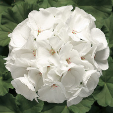 Пеларгонія Ringo® 2000 F1 White, 5 шт, Syngenta