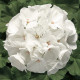 Пеларгонія Ringo® 2000 F1 White, 250 шт, Syngenta