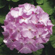 Пеларгонія Ringo® 2000 F1 Lavender, 1000 шт, Syngenta