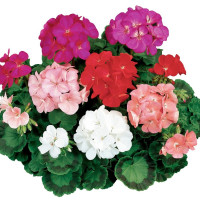 Пеларгонія Ringo® 2000 F1 Formula Mix, 10 шт, Syngenta