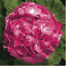 Пеларгонія Ringo® 2000 F1 Rose, 5 шт, Syngenta