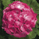 Пеларгонія Ringo® 2000 F1 Rose, 250 шт, Syngenta