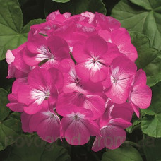 Пеларгонія Ringo® 2000 F1 Deep Rose, 250 шт, Syngenta