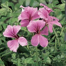 Пеларгония плющел Tornado® F1 Pink