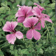 Пеларгония плющел Tornado® F1 Pink