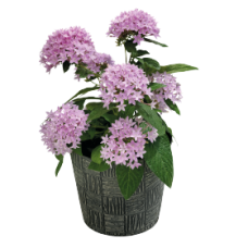 Пентас ланцетоподібний Northern Lights®: Lavender (50-55 см) 5 шт, Benary