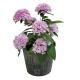 Пентас ланцетоподібний Northern Lights®: Lavender (50-55 см) 25 шт, Benary