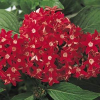 Пентас ланцетний BUTTERFLY RED, 5 шт, PanAmerican