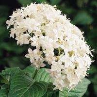 Пентас ланцетний BUTTERFLY WHITE, 5 шт, PanAmerican