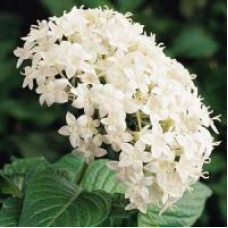 Пентас ланцетний BUTTERFLY WHITE, 5 шт, PanAmerican