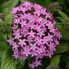 Пентас ланцетний GLITTERATI PURPLE STAR, 5 шт, PanAmerican