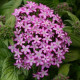 Пентас ланцетний GLITTERATI PURPLE STAR, 100 шт, PanAmerican