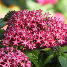 Пентас ланцетний  GLITTERATI Red Star, 5 шт, PanAmerican