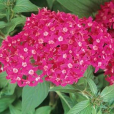 Пентас ланцетний BUTTERFLY DEEP ROSE, 5 шт, PanAmerican