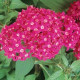 Пентас ланцетний BUTTERFLY DEEP ROSE, 5 шт, PanAmerican