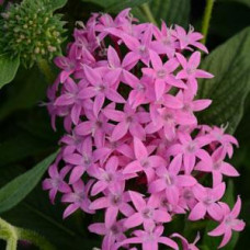 Пентас ланцетний BUTTERFLY ORCHID, 5 шт, PanAmerican