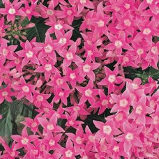Пентас ланцетний BUTTERFLY DEEP PINK, 5 шт, PanAmerican