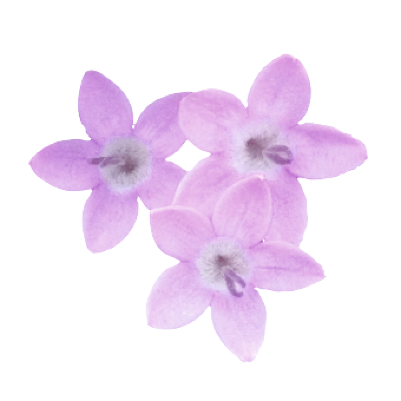 Пентас ланцетоподібний Northern Lights®: Lavender (50-55 см) 25 шт, Benary