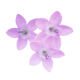 Пентас ланцетоподібний Northern Lights®: Lavender (50-55 см) 25 шт, Benary