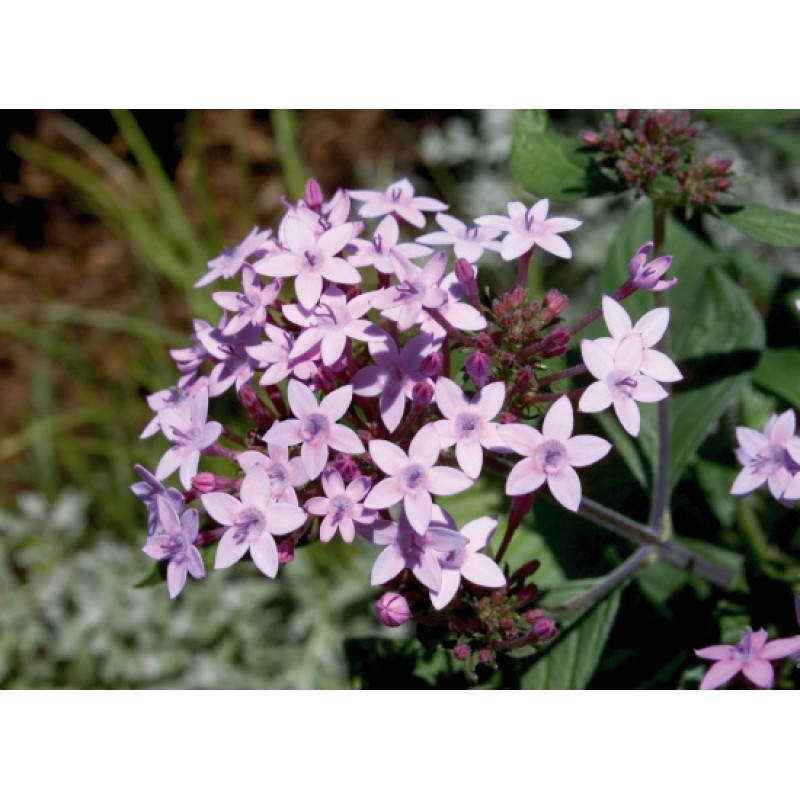 Пентас ланцетоподібний Northern Lights®: Lavender (50-55 см) 25 шт, Benary
