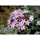 Пентас ланцетоподібний Northern Lights®: Lavender (50-55 см) 25 шт, Benary