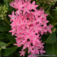Пентас ланцетний LUCKY STAR PINK, 5 шт, PanAmerican