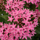 Пентас ланцетний LUCKY STAR DEEP PINK, 5 шт, PanAmerican