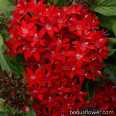 Пентас ланцетов LUCKY STAR DARK RED
