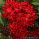 Пентас ланцетов LUCKY STAR DARK RED
