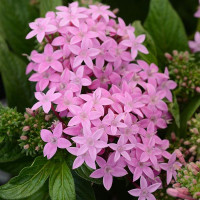 Пентас ланцетний LUCKY STAR LAVENDER, 25 шт, PanAmerican