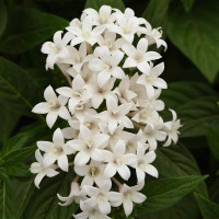 Пентас ланцетов LUCKY STAR WHITE