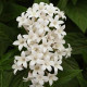Пентас ланцетов LUCKY STAR WHITE