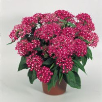 Пентас New Look®: Rose