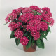 Пентас New Look®: Rose