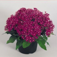 Пентас New Look®: Violet
